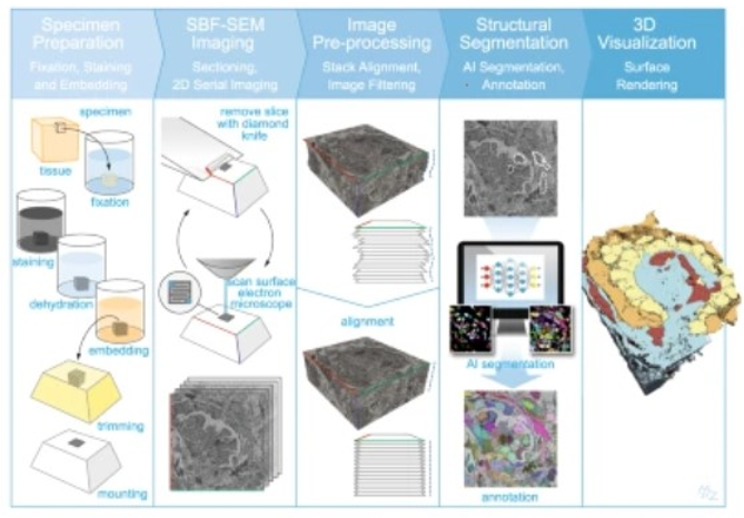 رگ‌زایی در ارگانوئیدهای کلیوی پس از پیوند